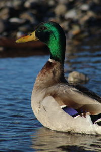 Duck swimming in lake