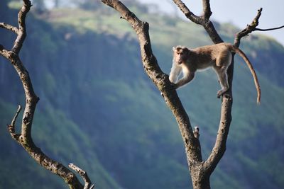 Low angle view of monkey on tree branch