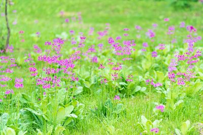 Pink flowering plants on field