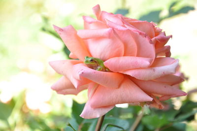 Close-up of red flower