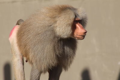 Close-up of baboon outdoors