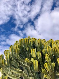 Low angle view of succulent plants on against cloudy sky