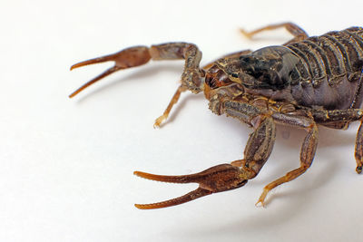 Close-up of insect on white background