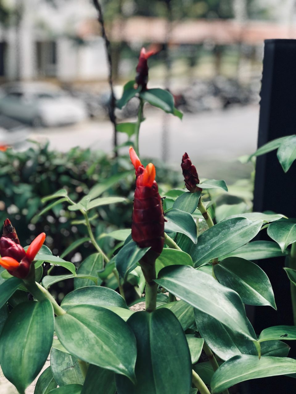 red, growth, leaf, plant, focus on foreground, green color, no people, nature, animals in the wild, outdoors, close-up, day, flower, animal themes, beauty in nature, flower head, freshness