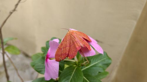 Close-up of pink flower