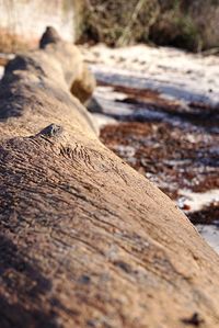 Close-up of lizard on wood at beach