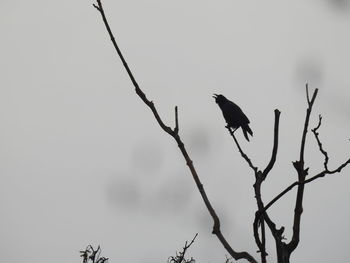 Low angle view of bird perching on bare tree against clear sky