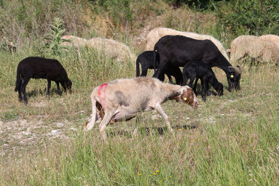 Flock of sheep grazing grass in a streambed in springtime.