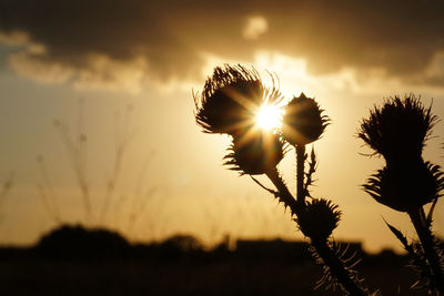 Close-up of silhouette flowers on field against sky during sunset