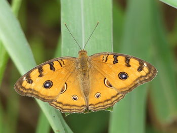 Close-up of butterfly perching on yellow leaf