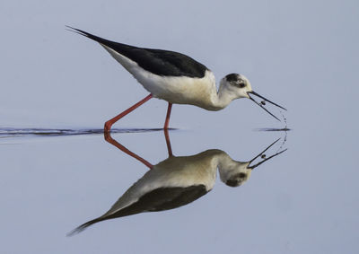 Close-up of bird against clear sky