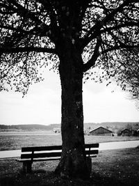 Tree by sea against sky