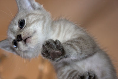 Close-up portrait of cat relaxing at home