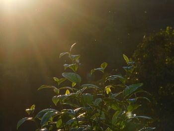sunlight