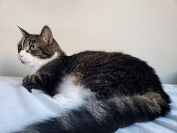 Close-up of a cat looking away