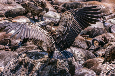 View of birds on rock