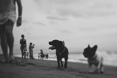 Dogs by man at beach against sky