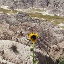 High angle view of yellow flowering plant on land