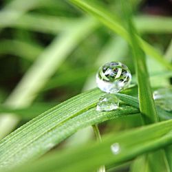 Close-up of water drops on leaf