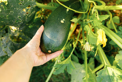 Close-up of hand holding leaf