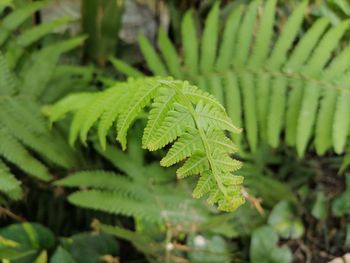 Close-up of fern leaves