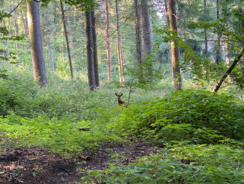 View of trees in forest