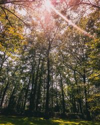 Low angle view of tree