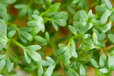 Full frame shot of green leaves