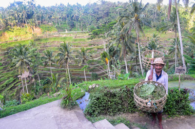 High angle view of farmer holding wicker baskets while standing against terraced field