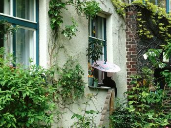 Ivy growing on house