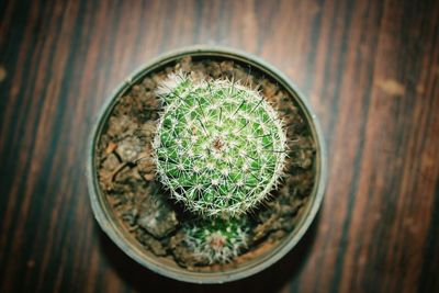High angle view of succulent plant in pot