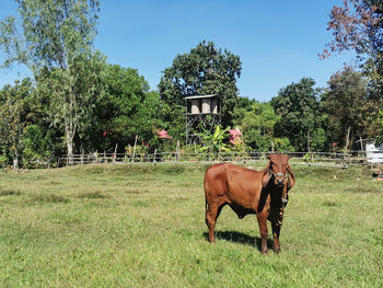 Horse in a field