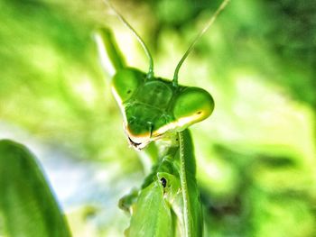 Close-up of insect on leaf