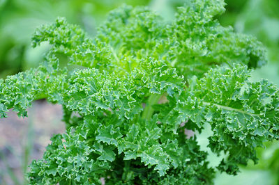 Close-up of fresh green kale leaves in garden