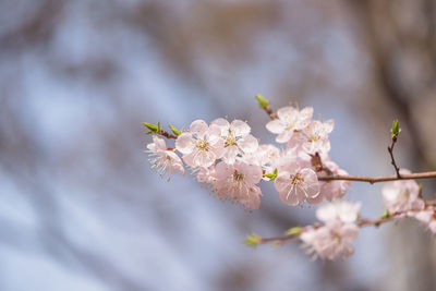Close-up of cherry blossom tree