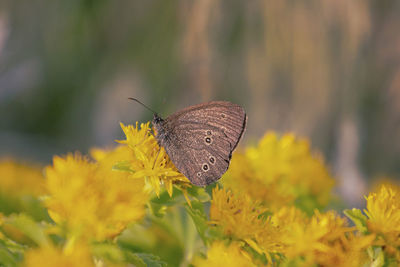 Close-up of butterfly pollinating on flower