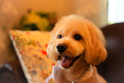 Close-up portrait of dog at home