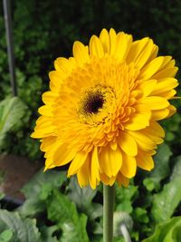 Close-up of yellow flower