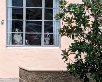 Cat looking through window