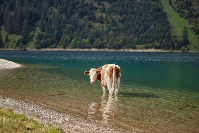 A  cow stands relaxed in the lake