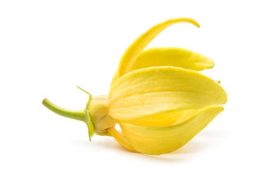 Close-up of yellow flower against white background