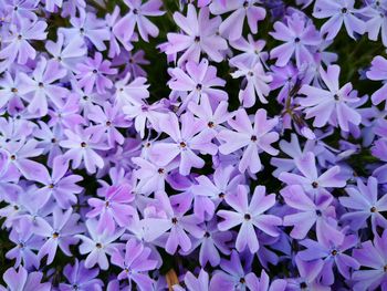 Close-up of purple flowering plants