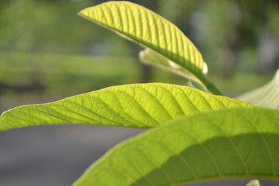 Close-up of green leaves