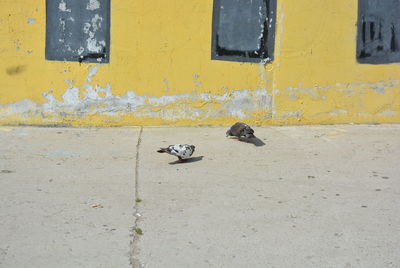 View of a dog on the wall