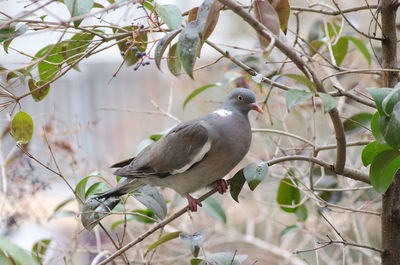 Close-up of bird perching on tree