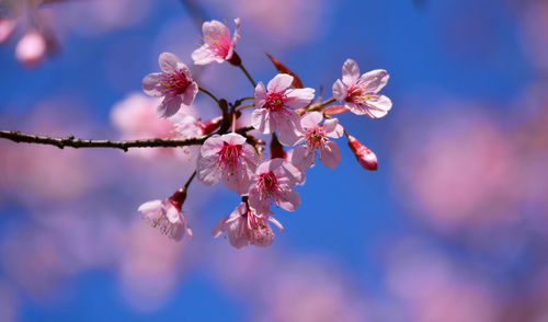 Close-up of cherry blossoms in spring