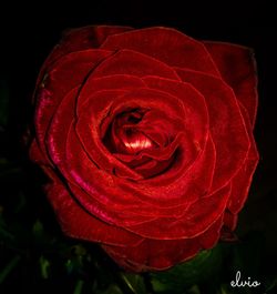 Close-up of red rose