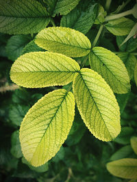 Close-up of green leaves