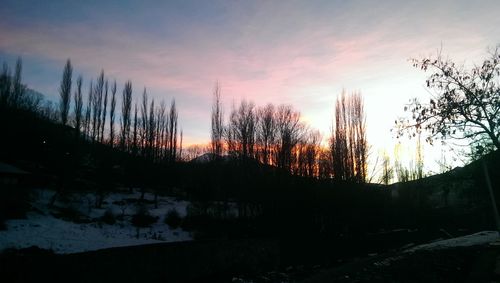 Silhouette of trees during sunset