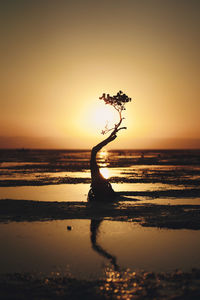 Silhouette person on beach against sky during sunset